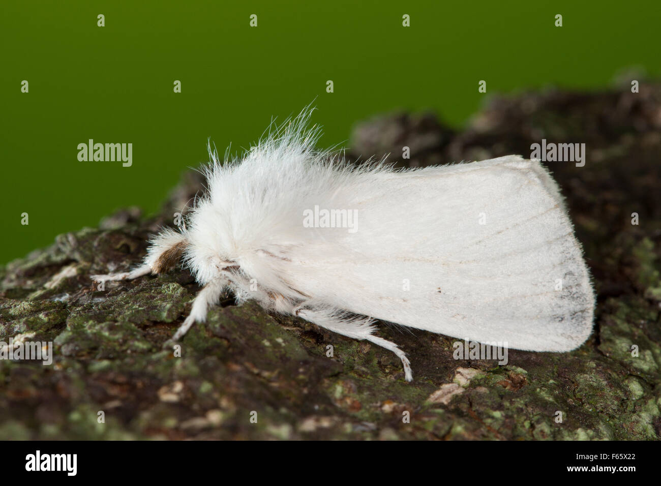 Marrone-coda, browntail moth, Goldafter, Dunkler Goldafter, Euproctis chrysorrhoea, Lymantriinae, Trägspinner, Schadspinner Foto Stock