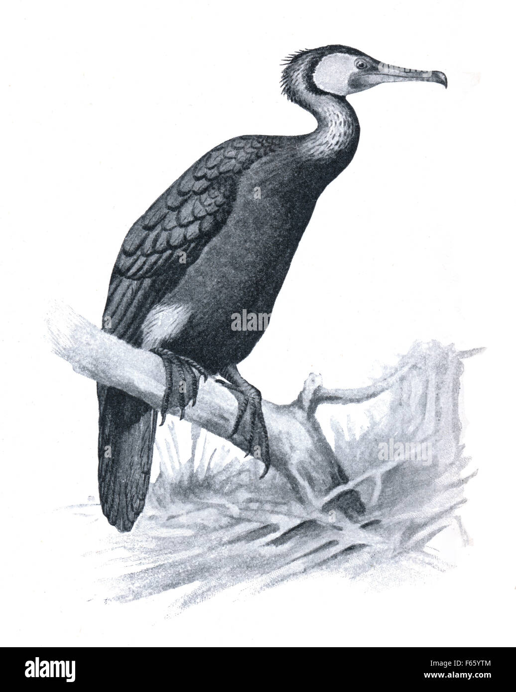 Cormorano - Phalacrocorax carbo - illustrazione del libro circa gli uccelli, Budapest, Ungheria, 1908 Foto Stock
