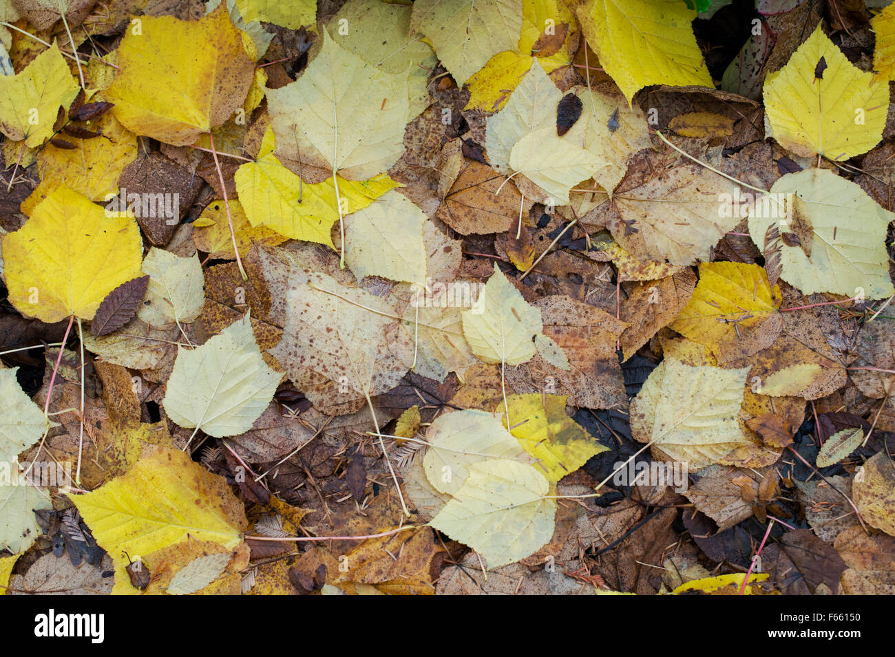 Acer Tegmentosum 'bianco tigre". Manchurian striped foglie di acero sul terreno in autunno Foto Stock