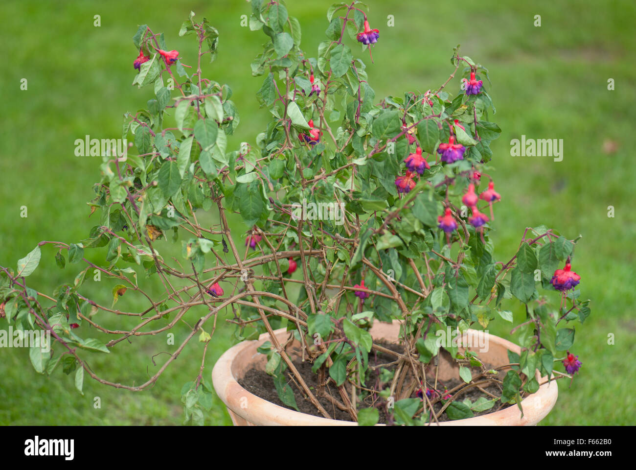 Fuchsia attaccato da vigna curculione Foto Stock