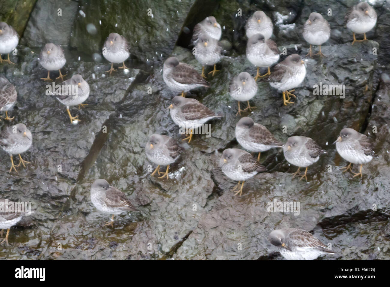 Calidris ptilocnemis qutra. Volo. ( Commander isole ) Foto Stock