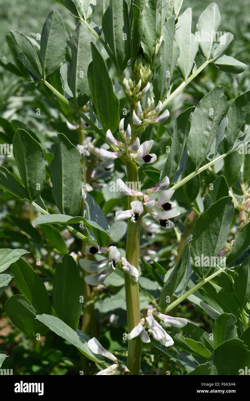 Un campo di fagioli, Vicia faba, bianca fioritura alimentazione animale raccolto, Berkshire, Giugno Foto Stock
