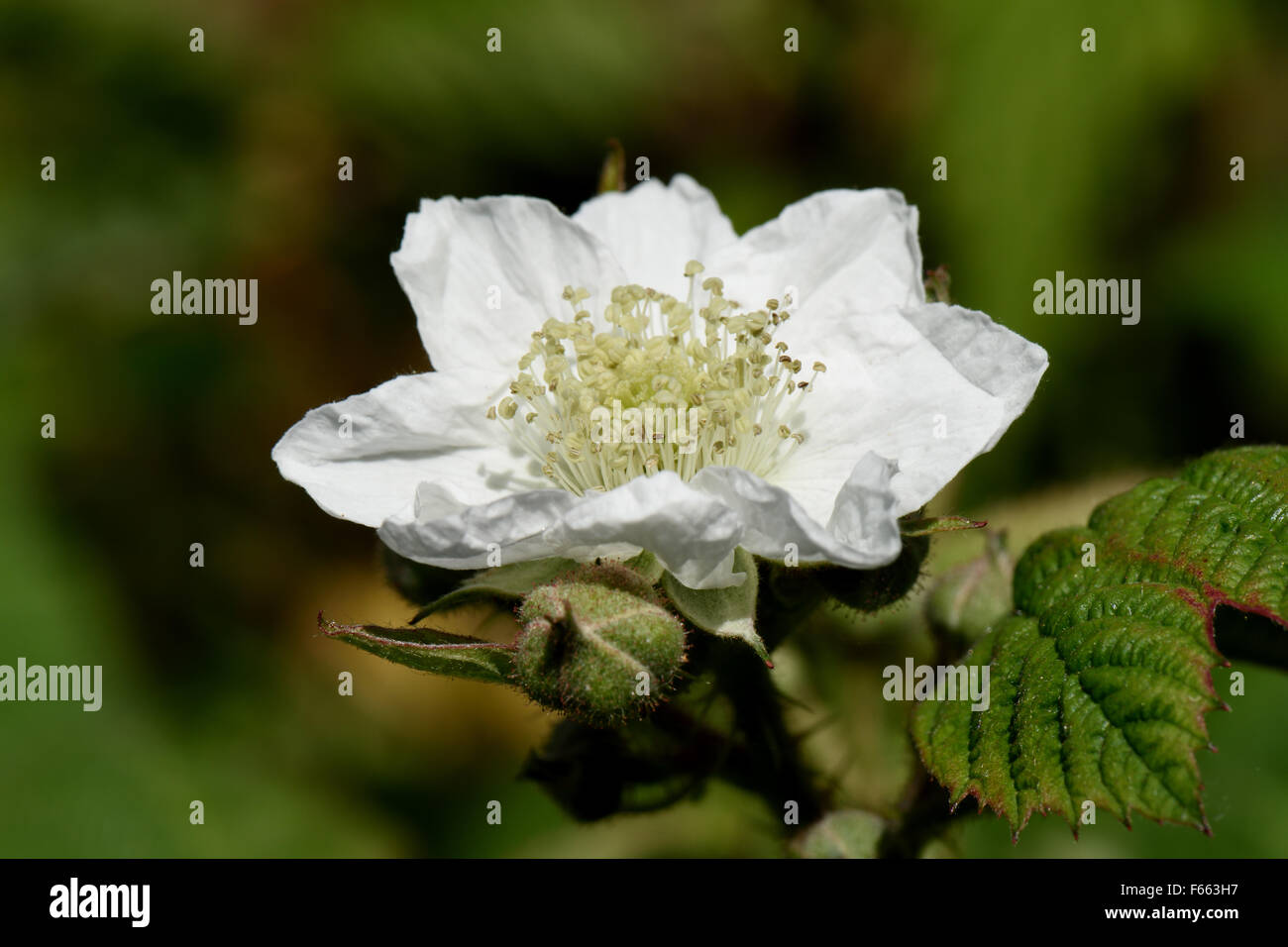 Fiore bianco di un Blackberry o rovo Rubus fruticosus, impianti, Berkshire, Giugno Foto Stock