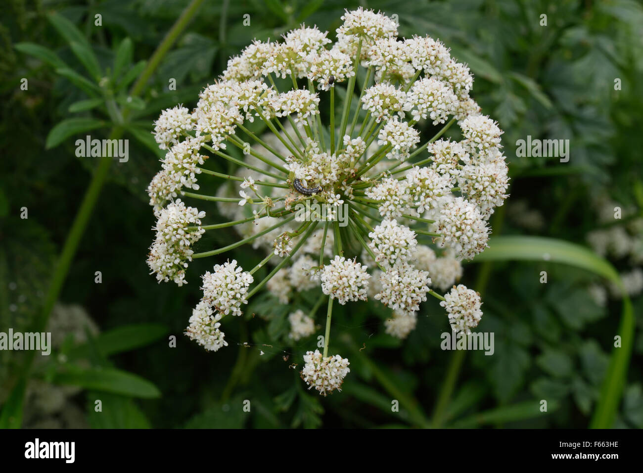 La cicuta acqua dropwort, Oenanthe crocata, fiore bianco molto di pianta velenosa crescente accanto al canal, Berkshire, Giugno Foto Stock