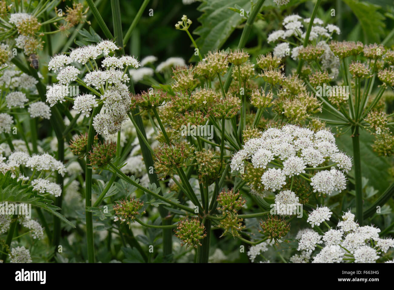 La cicuta acqua dropwort, Oenanthe crocata, fiore bianco molto di pianta velenosa crescente accanto al canal, Berkshire, Giugno Foto Stock