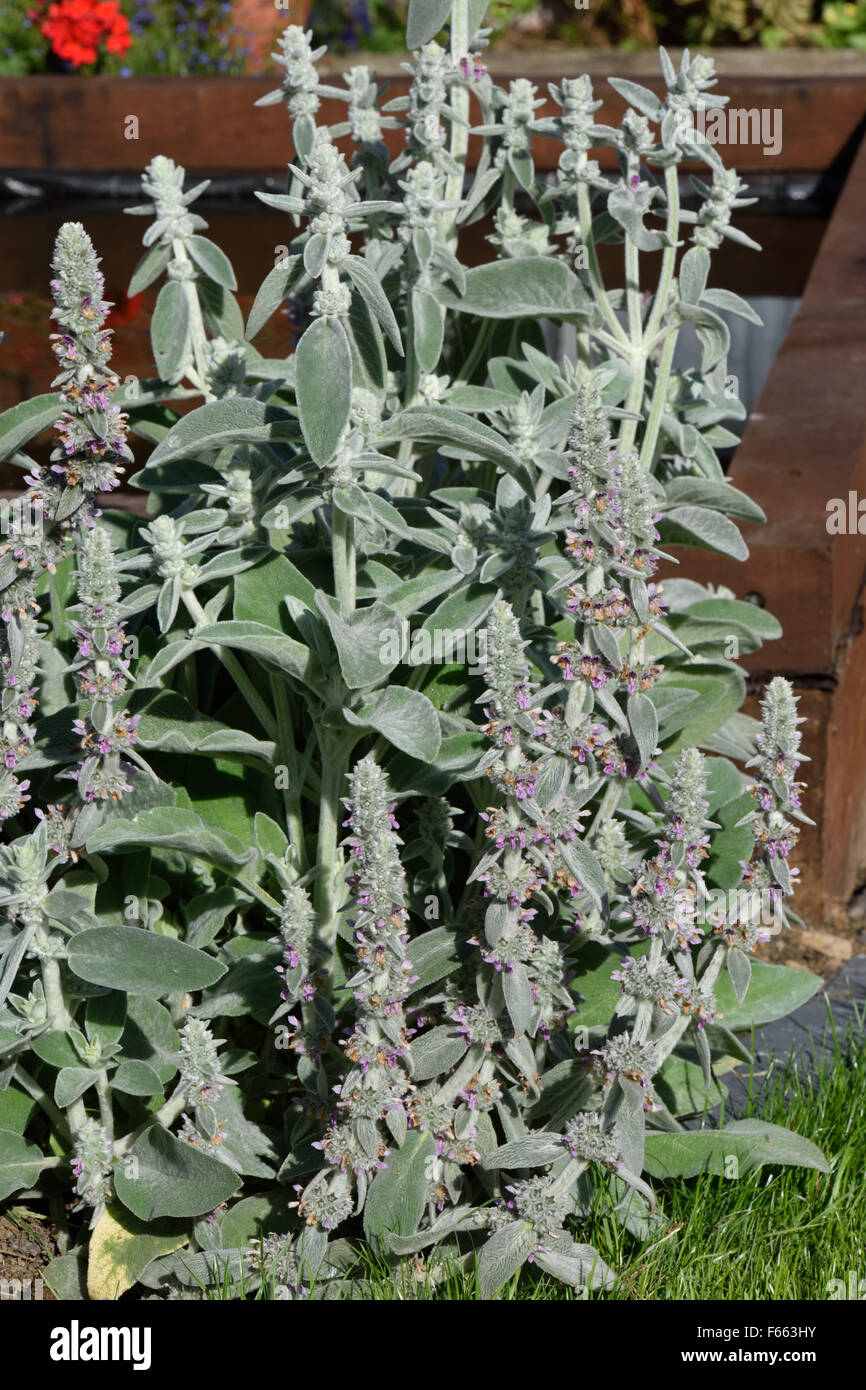 Agnello-ear, Stachys byzantina o lanata, fioritura hairy aornamental pianta di giardino, Berkshire, Luglio Foto Stock