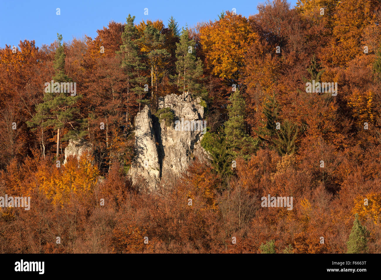 Arrampicata roccia tra le faggete (Fagus sp.) alberi in autunno, Svizzera della Franconia, Alta Franconia, Baviera, Germania Foto Stock
