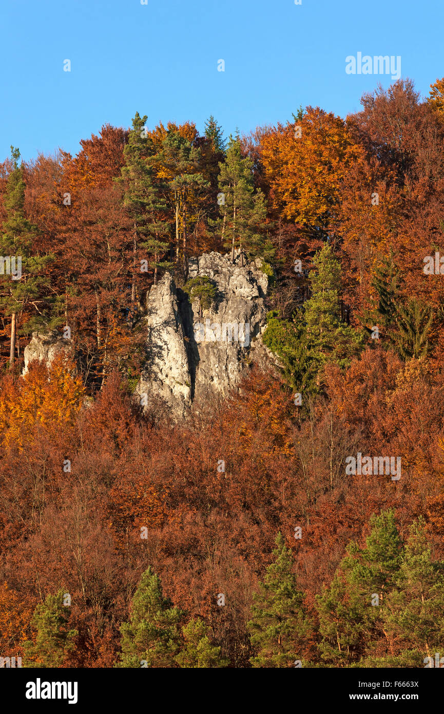 Arrampicata roccia tra le faggete (Fagus sp.) alberi in autunno, Svizzera della Franconia, Alta Franconia, Baviera, Germania Foto Stock