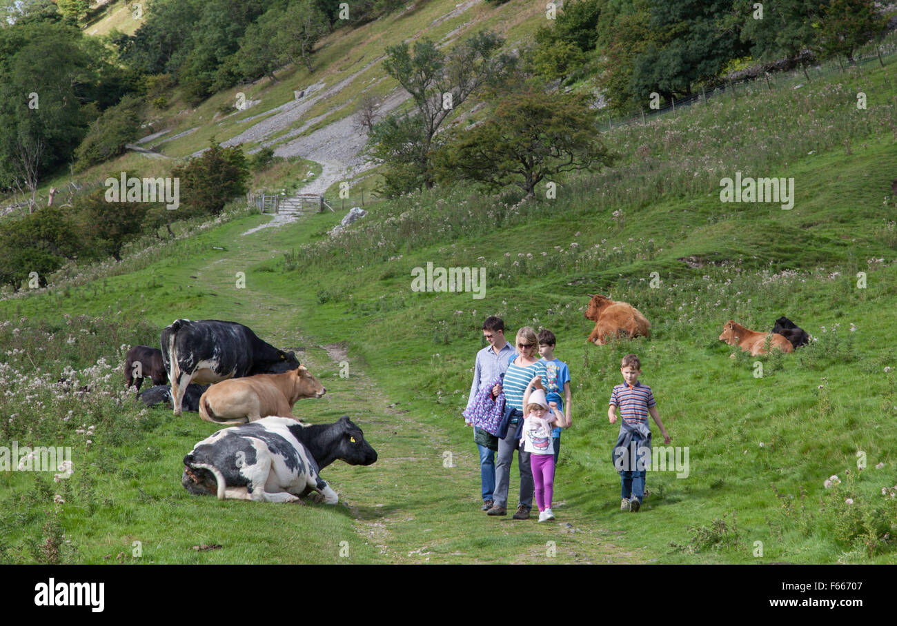 Famiglia giovane camminando su un sentiero pubblico con il bestiame nel campo, England, Regno Unito Foto Stock