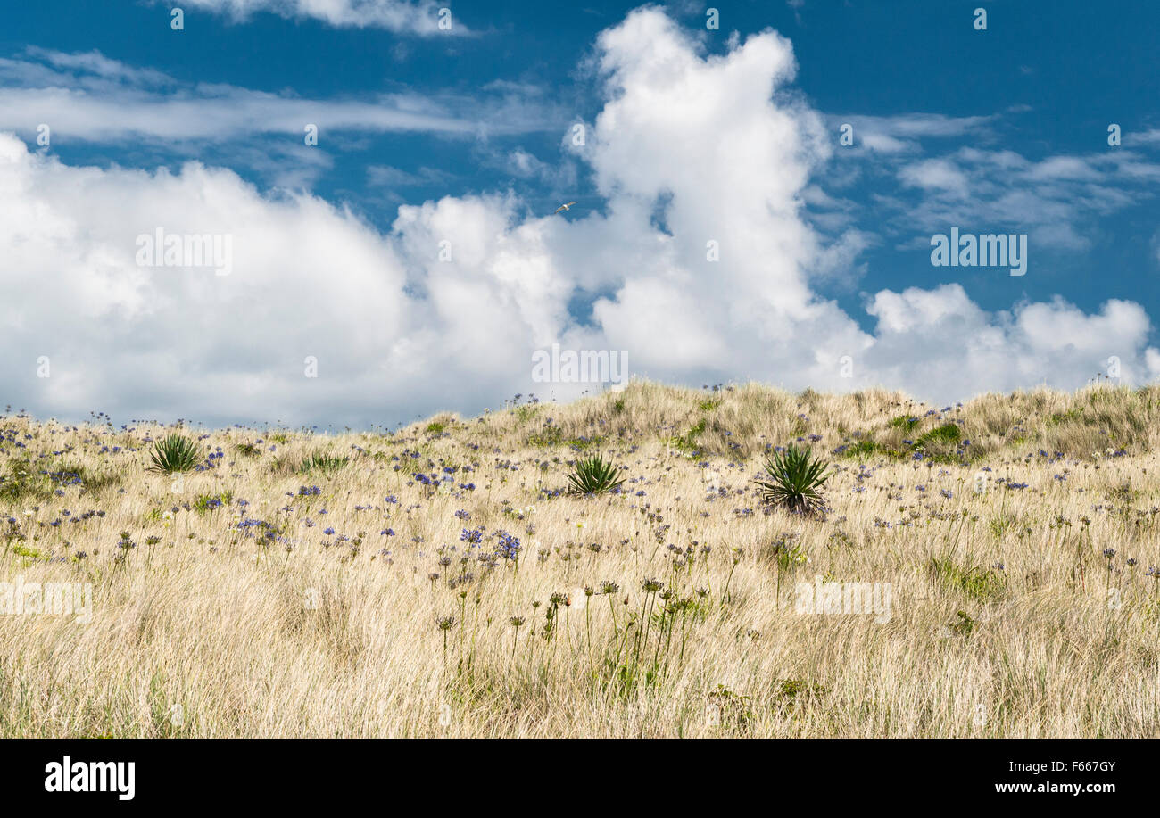 Tresco, isole Scilly, UK. Agapanthus fiori sono naturalizzate nel dune di sabbia sulle spiagge vicino alla famosa Tresco Abbey Garden Foto Stock