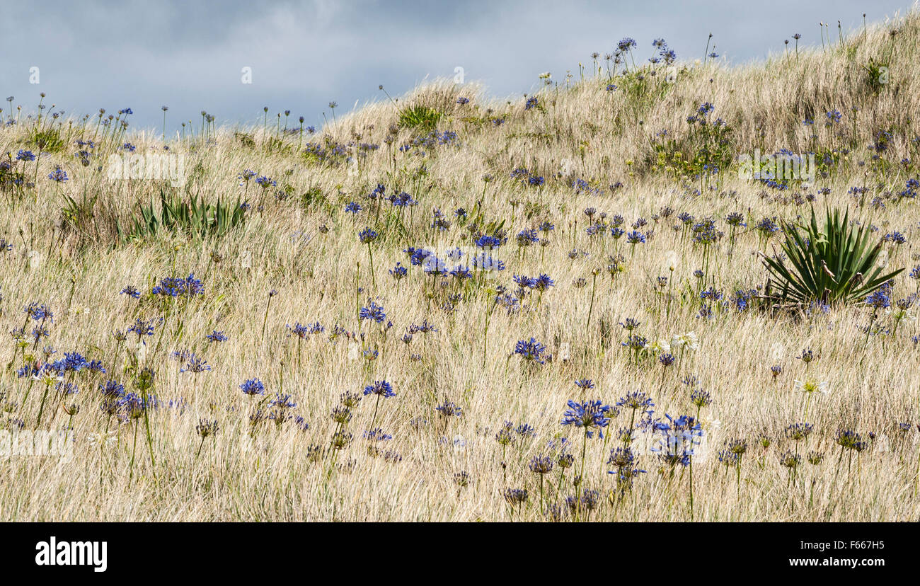 Tresco, isole Scilly, UK. Agapanthus fiori sono naturalizzate nel dune di sabbia sulle spiagge vicino alla famosa Tresco Abbey Garden Foto Stock