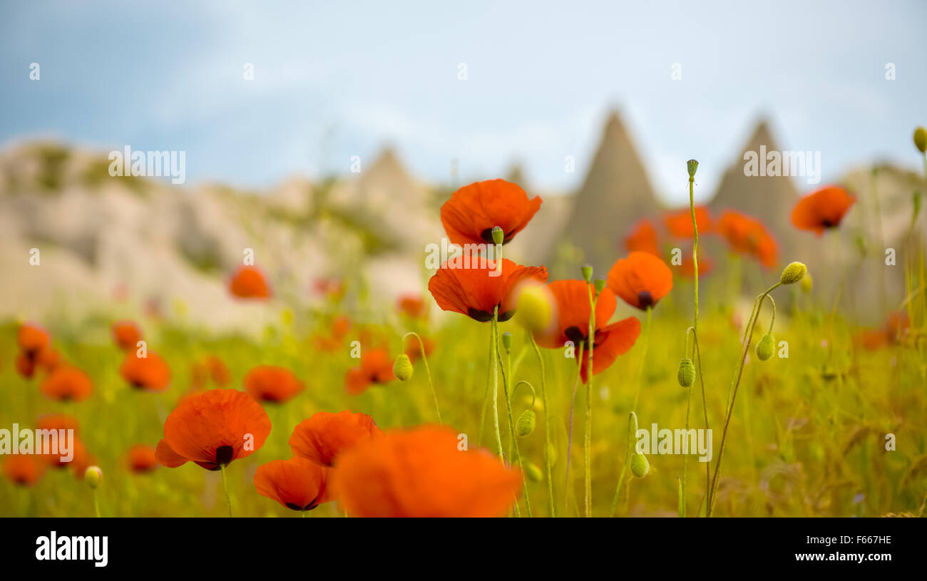 Campo luminoso del papavero rosso dei fiori in estate Foto Stock