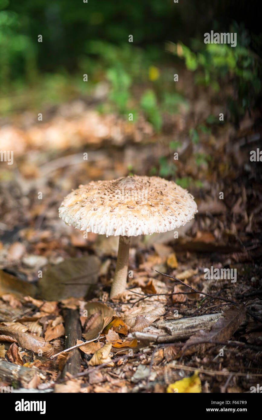 Bella parasol funghi nel bosco Foto Stock