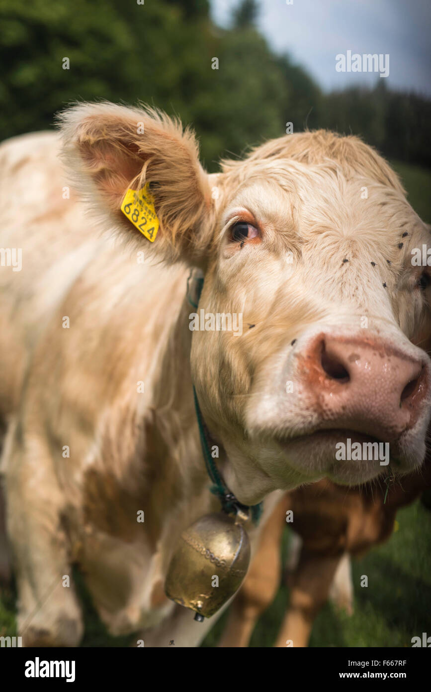 Charolais bovini Foto Stock
