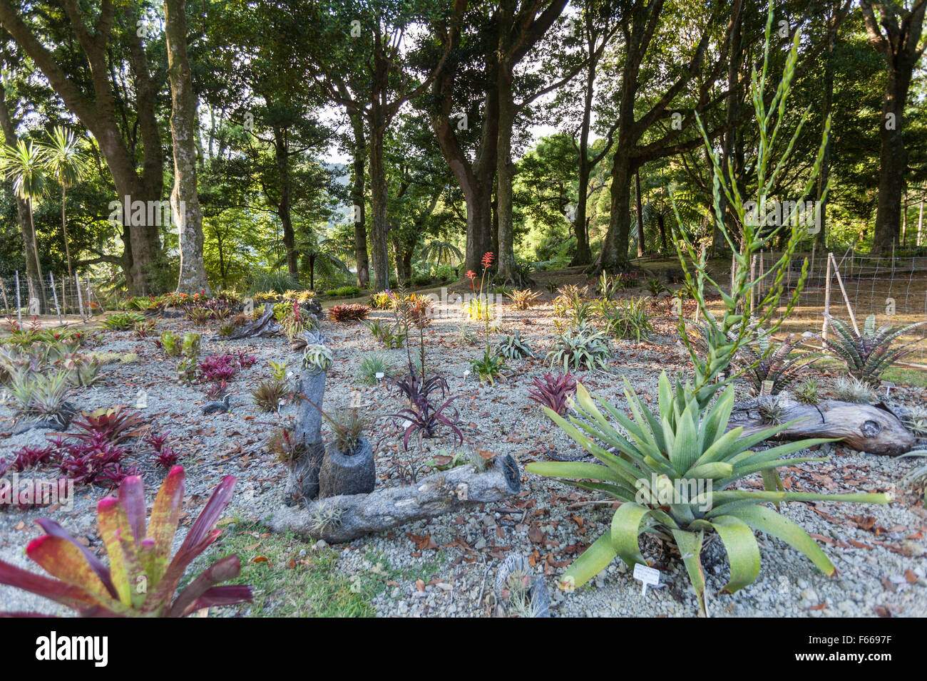 Cactus in Terra Nostra Garden. Parque Terra Nostra. Furnas. Sao Miguel Foto Stock