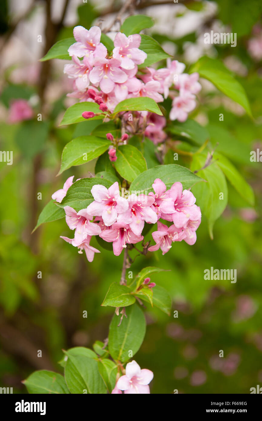 Impianto Weigela blossoms, arbusto crescente nel giardino in Polonia, Europa, fiori ornamentali nella famiglia Caprifoliaceae, rosa... Foto Stock
