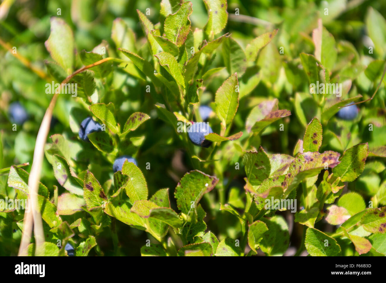 Close-up di un mirtillo europeo (vaccinium myrtillus) arbusto con bacche nelle Alpi Svizzere. Foto Stock
