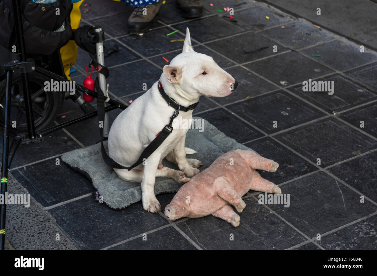 Young white Bull Terrier cane al guinzaglio, guardando annoiato, con un maiale di peluche. Foto Stock