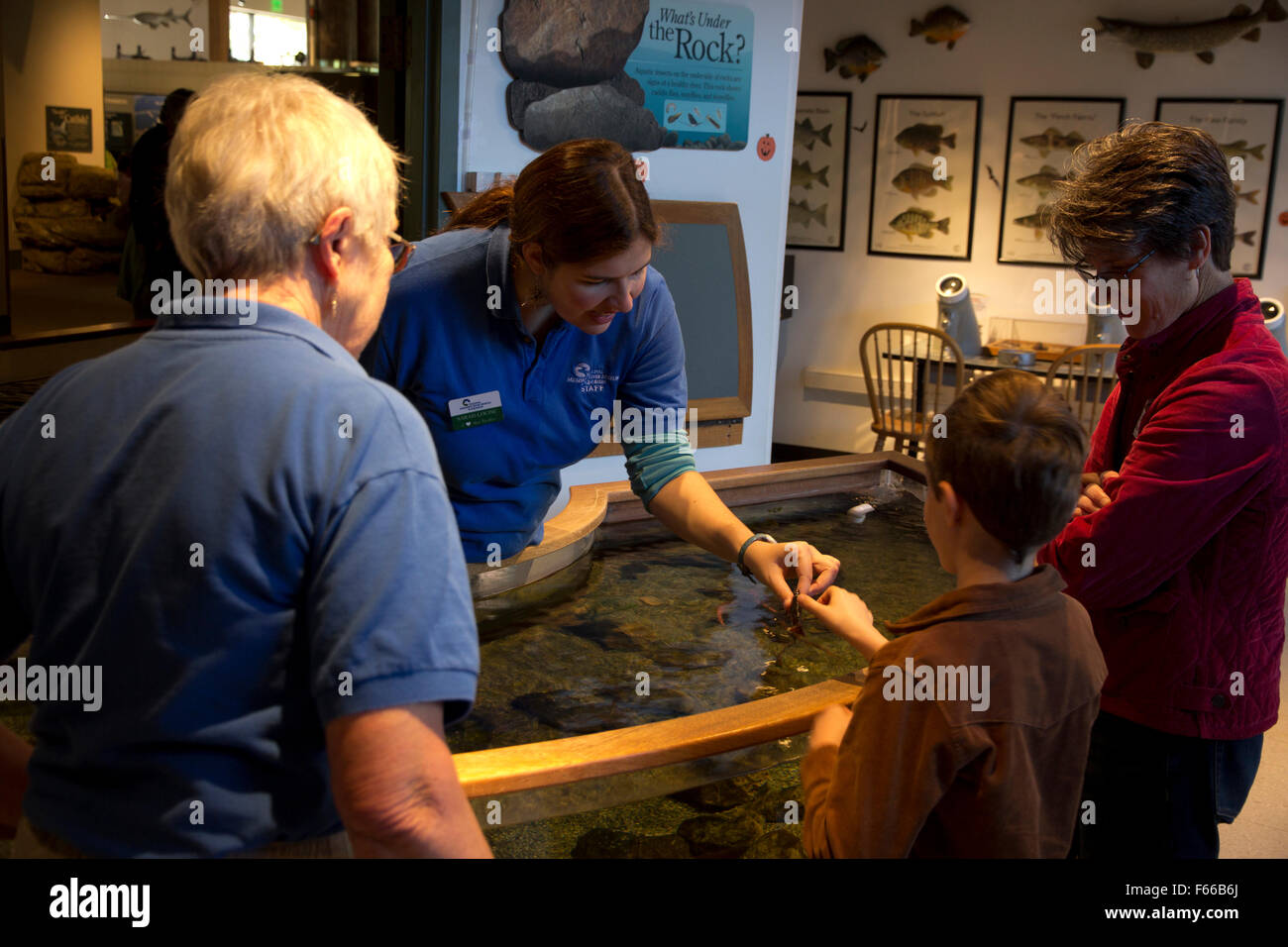 Un giovane turista incontra una aragosta a questo 'touch tank' presentano, nazionale del fiume Mississippi Museum & Aquarium, Dubuque, IA Foto Stock