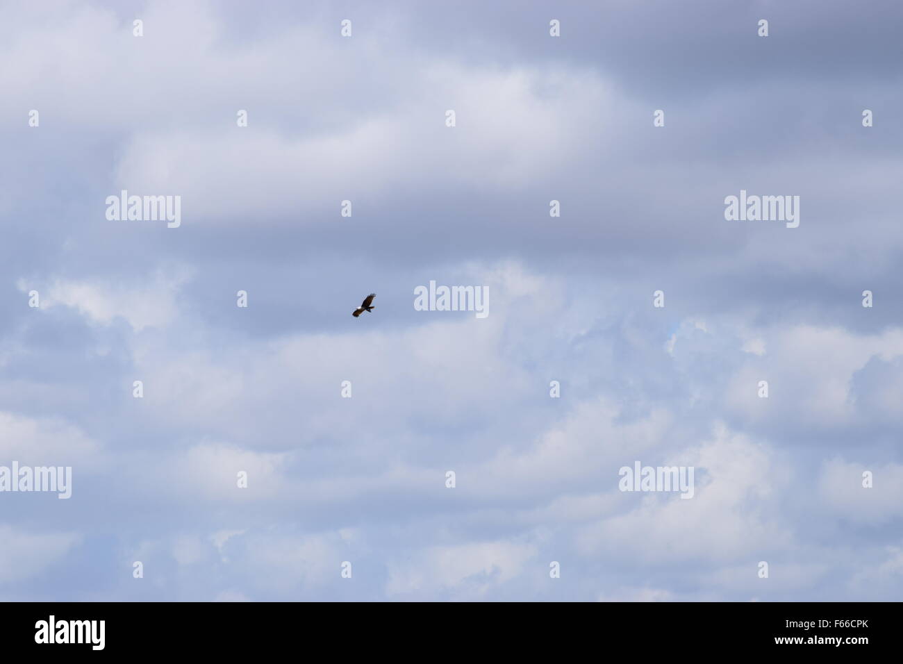 Uccello vola alto nel cielo Foto Stock
