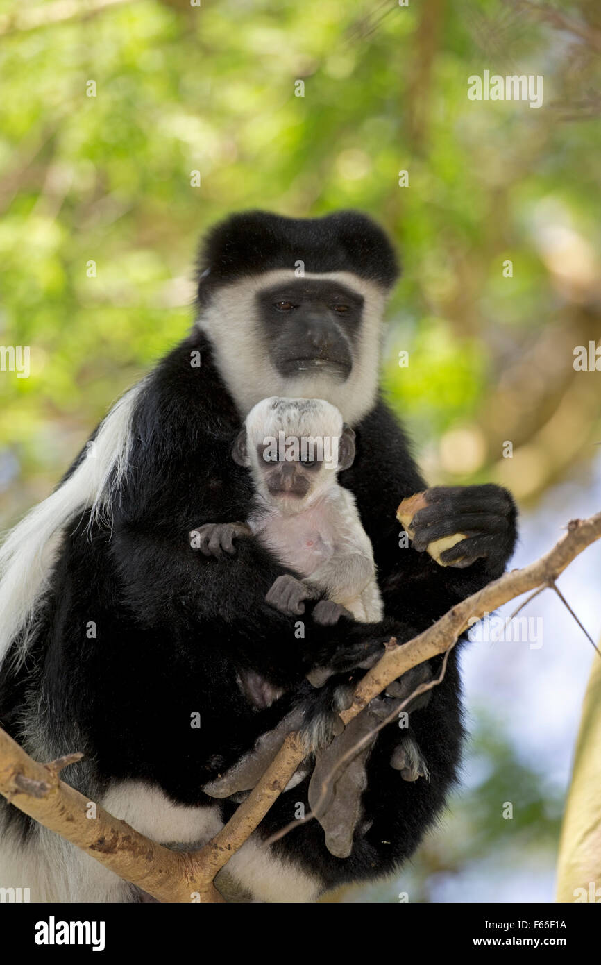 Eastern Colobus Monkey con baby sitting in Acacia Colobus guereza Elsamere Naivasha Kenya Foto Stock