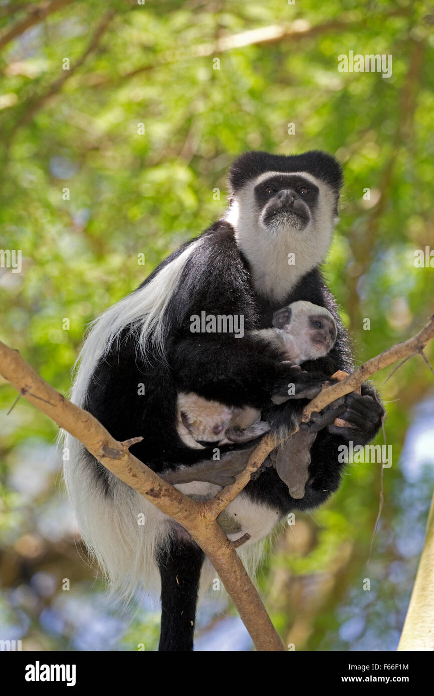 Colobus Monkey con giovani baby sitting in Acacia Colobus guereza Elsamere Naivasha Kenya Foto Stock