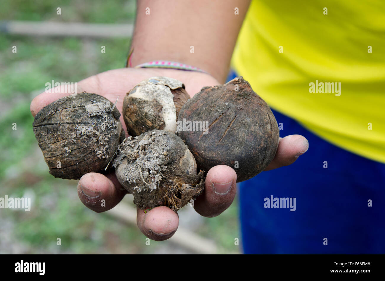 Tagua crudo Foto Stock