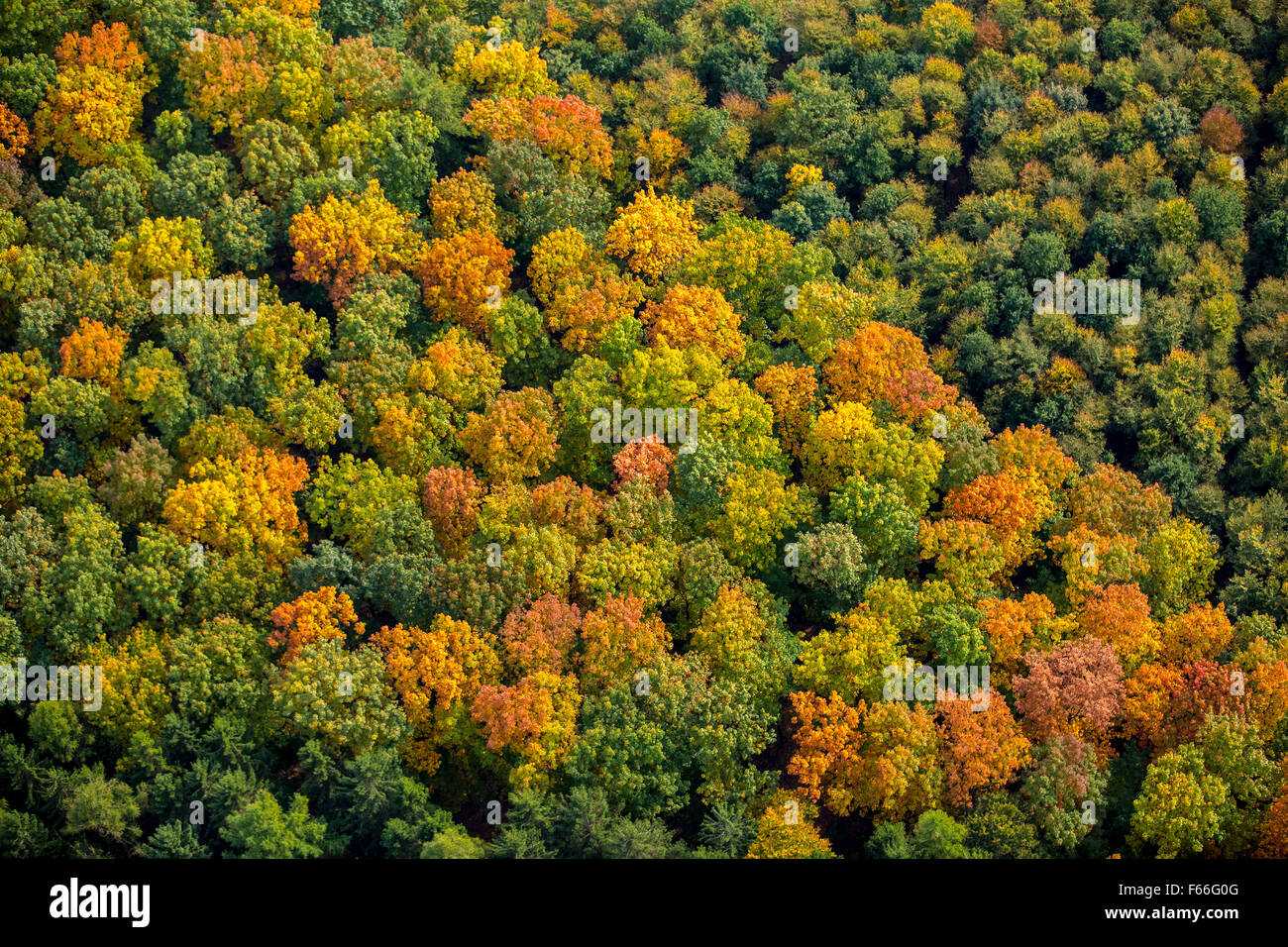 Foglie di autunno, autunno foresta, vivacemente colorato nella Foresta di Arnsberg in Meschede, Meschede, Sauerland, Renania settentrionale-Vestfalia, Foto Stock