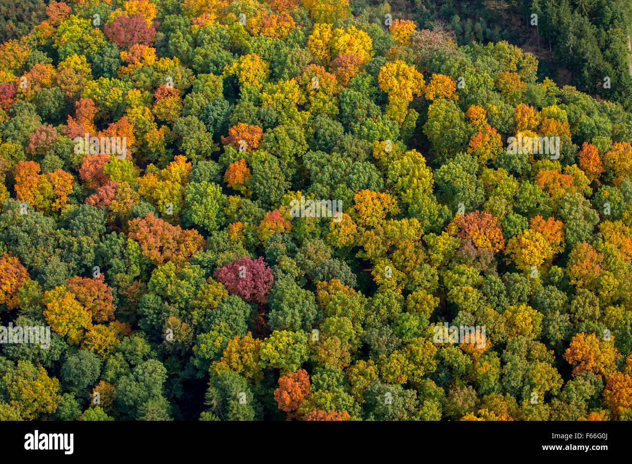 Foglie di autunno, autunno foresta, vivacemente colorato nella Foresta di Arnsberg in Meschede, Meschede, Sauerland, Renania settentrionale-Vestfalia, Foto Stock
