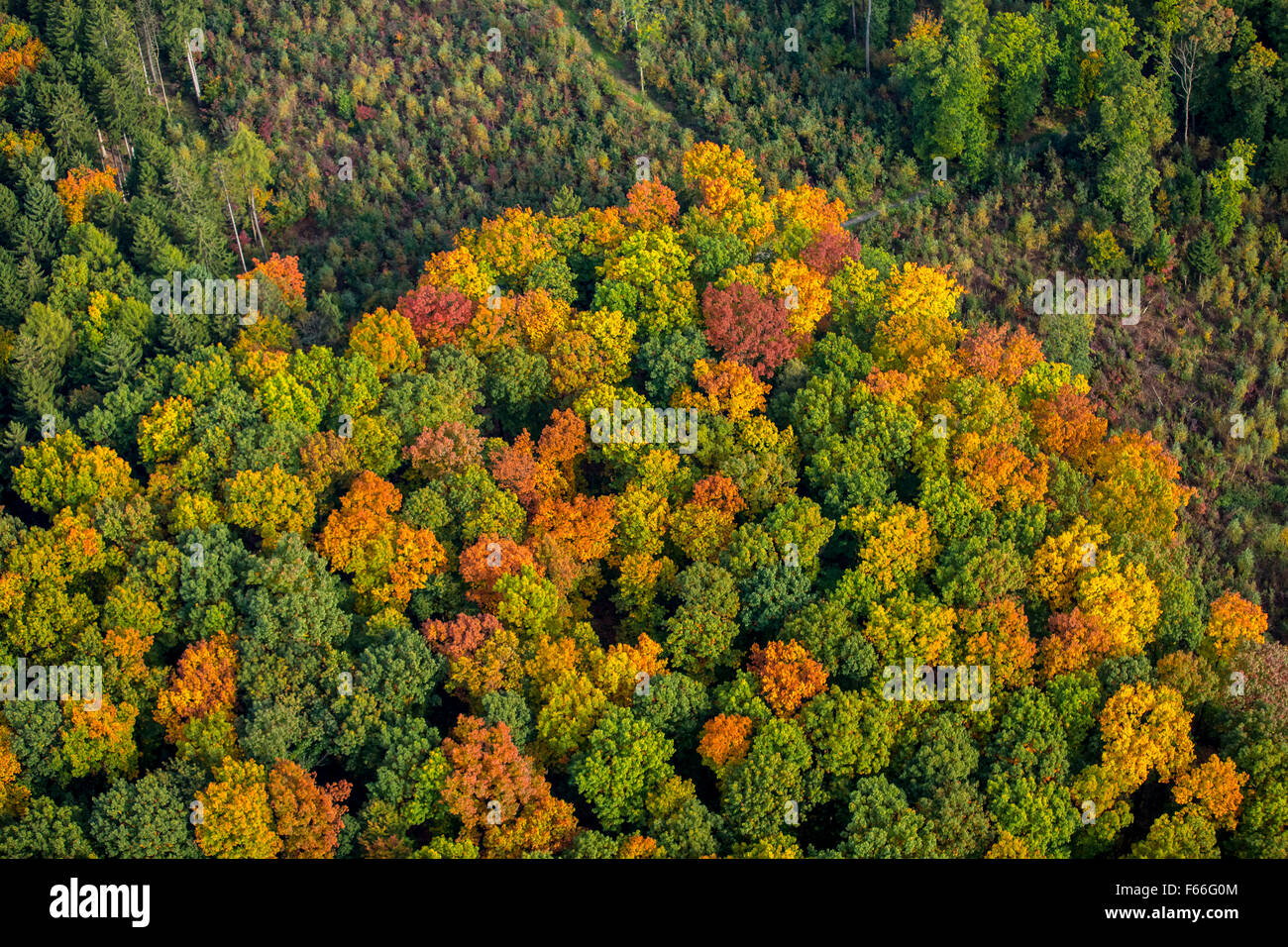 Foglie di autunno, autunno foresta, vivacemente colorato nella Foresta di Arnsberg in Meschede, Meschede, Sauerland, Renania settentrionale-Vestfalia, Foto Stock