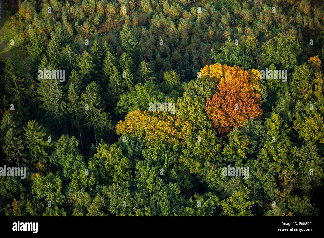 Foglie di autunno, autunno foresta, vivacemente colorato nella Foresta di Arnsberg in Meschede, Meschede, Sauerland, Renania settentrionale-Vestfalia, Foto Stock