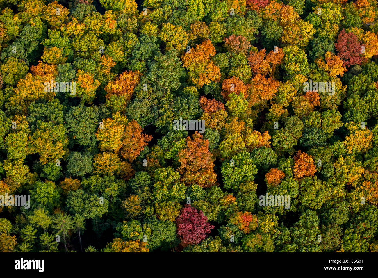 Foglie di autunno, autunno foresta, vivacemente colorato nella Foresta di Arnsberg in Meschede, Meschede, Sauerland, Renania settentrionale-Vestfalia, Foto Stock