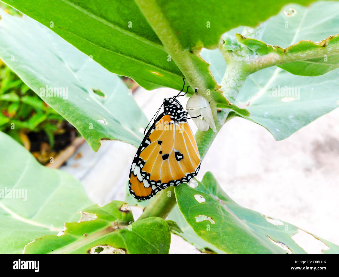 Farfalla monarca, Milkweed Mania, il Bambino nato nella natura. Foto Stock