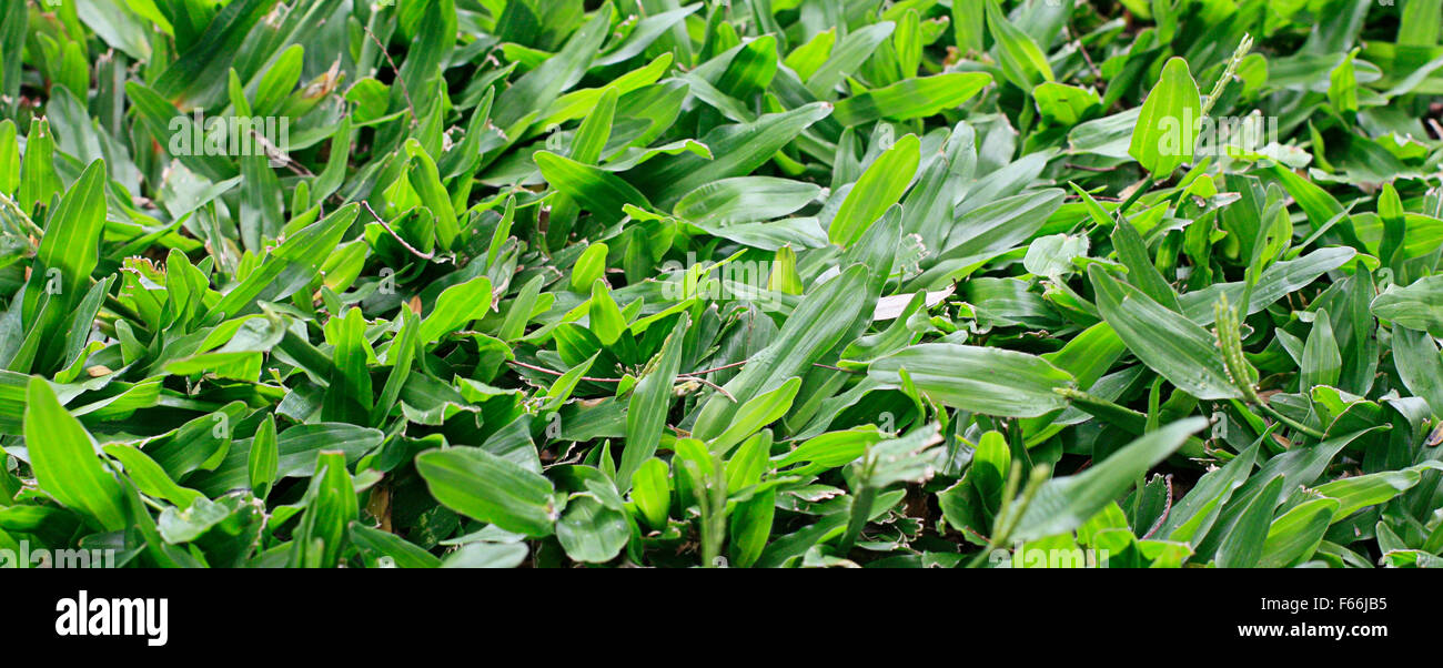 Verde erba di bufala Foto Stock Verde erba di bufala Foto Stock
