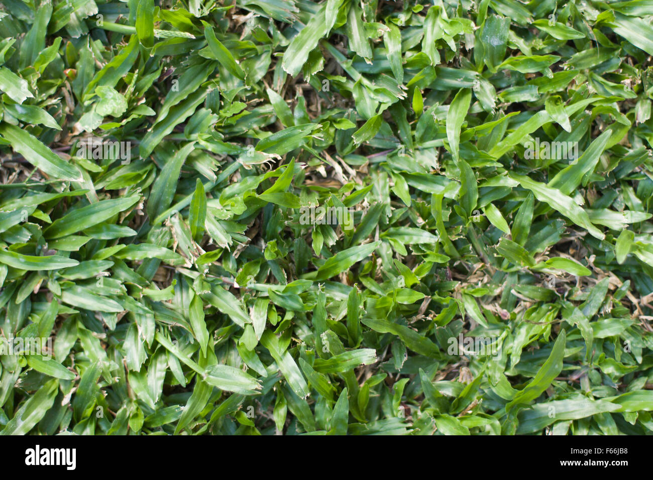 Una bella e lussureggiante verde prato di buffalo per un cortile Foto Stock Una bella e lussureggiante verde prato di buffalo per un cortile Foto Stock