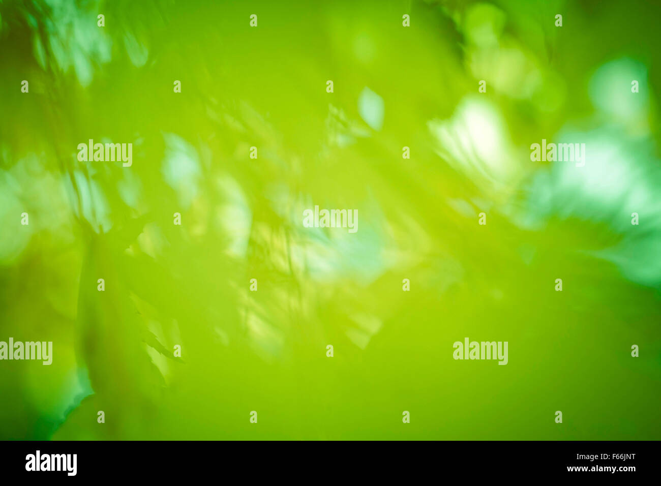 Natura astratta con uno sfondo sfocato foglie verdi Foto Stock