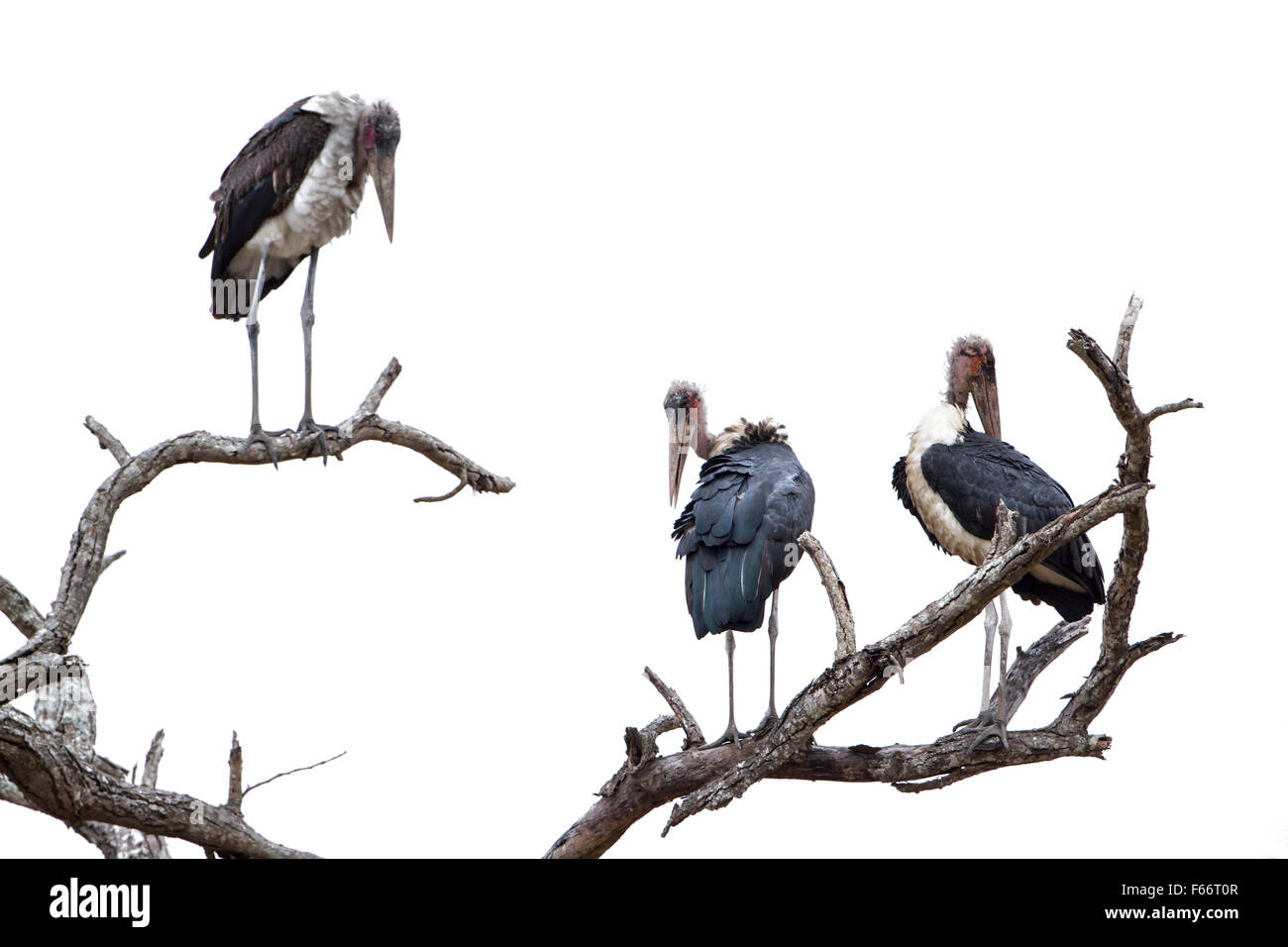 Marabou stork Specie Leptoptilos crumenifer famiglia delle Ciconiidae Foto Stock