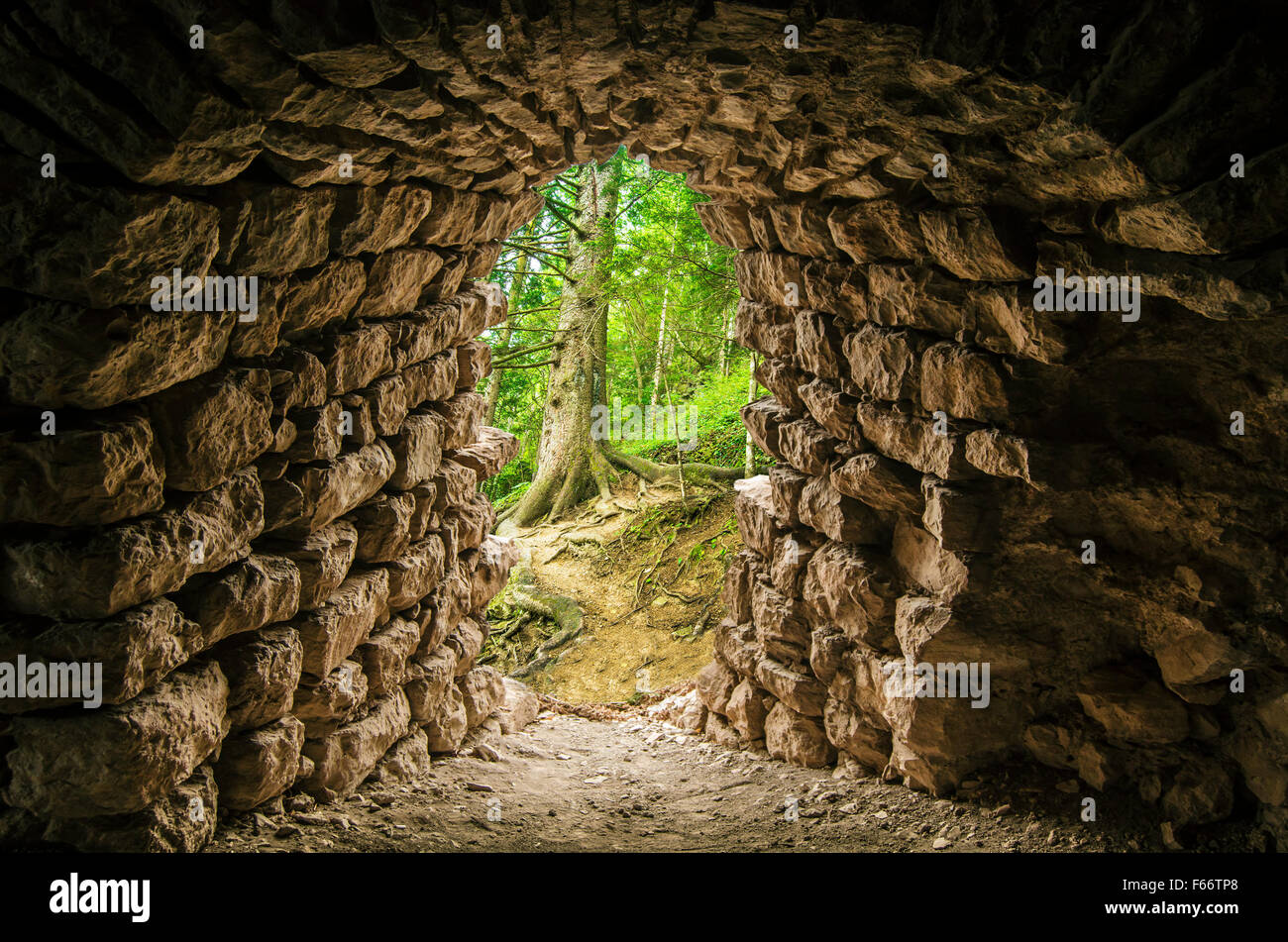 Tunnel entrata nella foresta Foto Stock