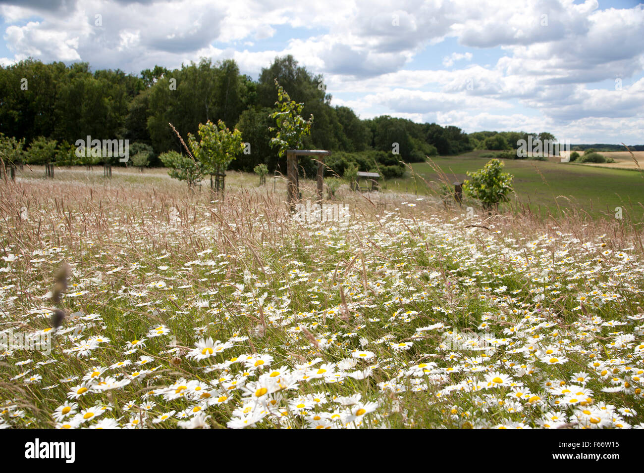 Comunità orchard, wittenhagen, feldberger seenlandschaft, Mecklenburgische Seenplatte district, mecklenburg-vorpommern, Germania Foto Stock