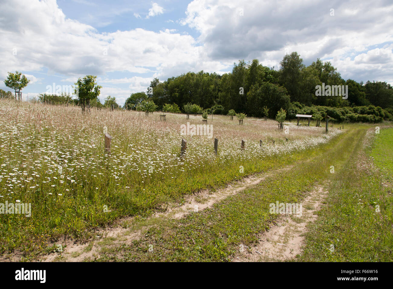 Comunità orchard, wittenhagen, feldberger seenlandschaft, Mecklenburgische Seenplatte district, mecklenburg-vorpommern, Germania Foto Stock