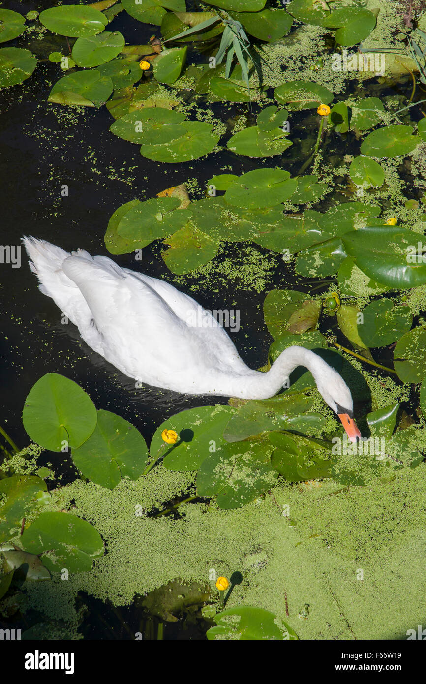 Cigno, Cygnus olor, wittenhagen, feldberger seenlandschaft, Mecklenburgische Seenplatte district, mecklenburg-vorpommern Foto Stock