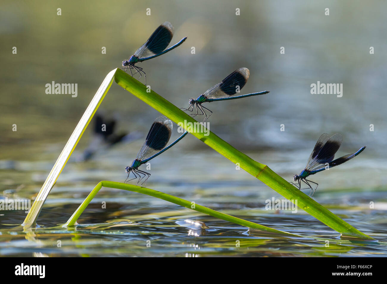 Nastrare demoiselle, calopteryx splendens Foto Stock