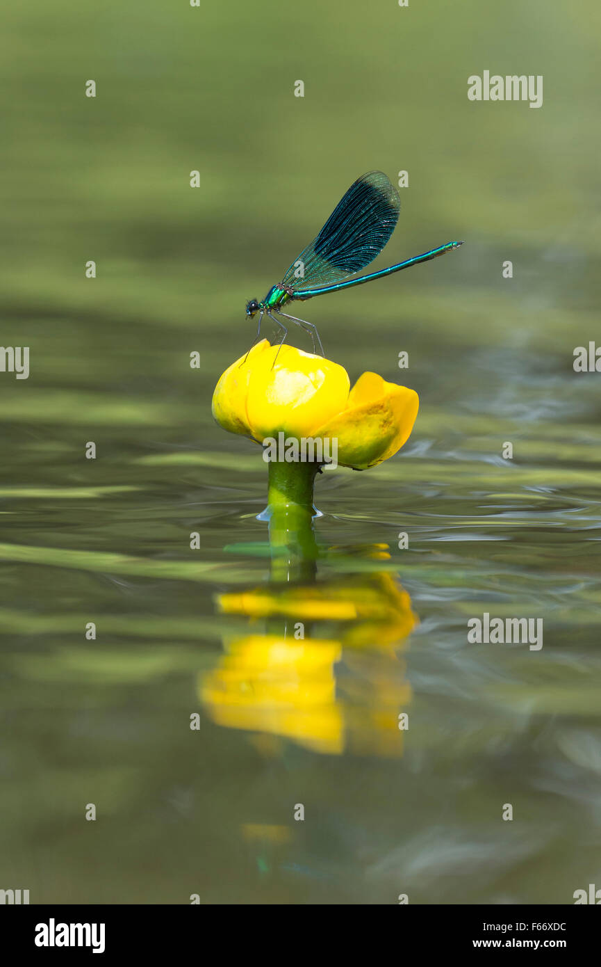 Nastrare demoiselle, calopteryx splendens Foto Stock