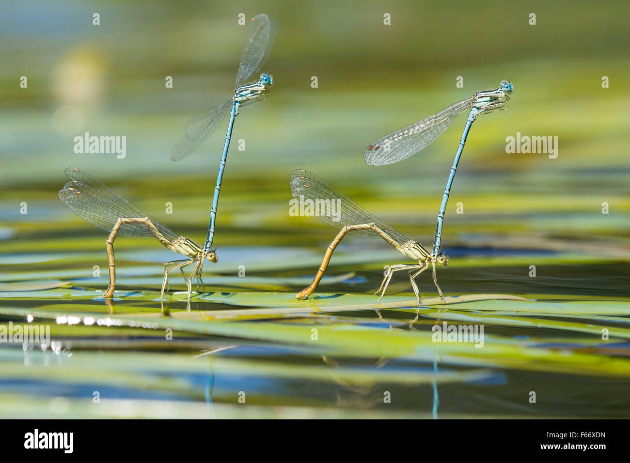 White-gambe, damselflies platycnemis pennipes, accoppiamento Foto Stock