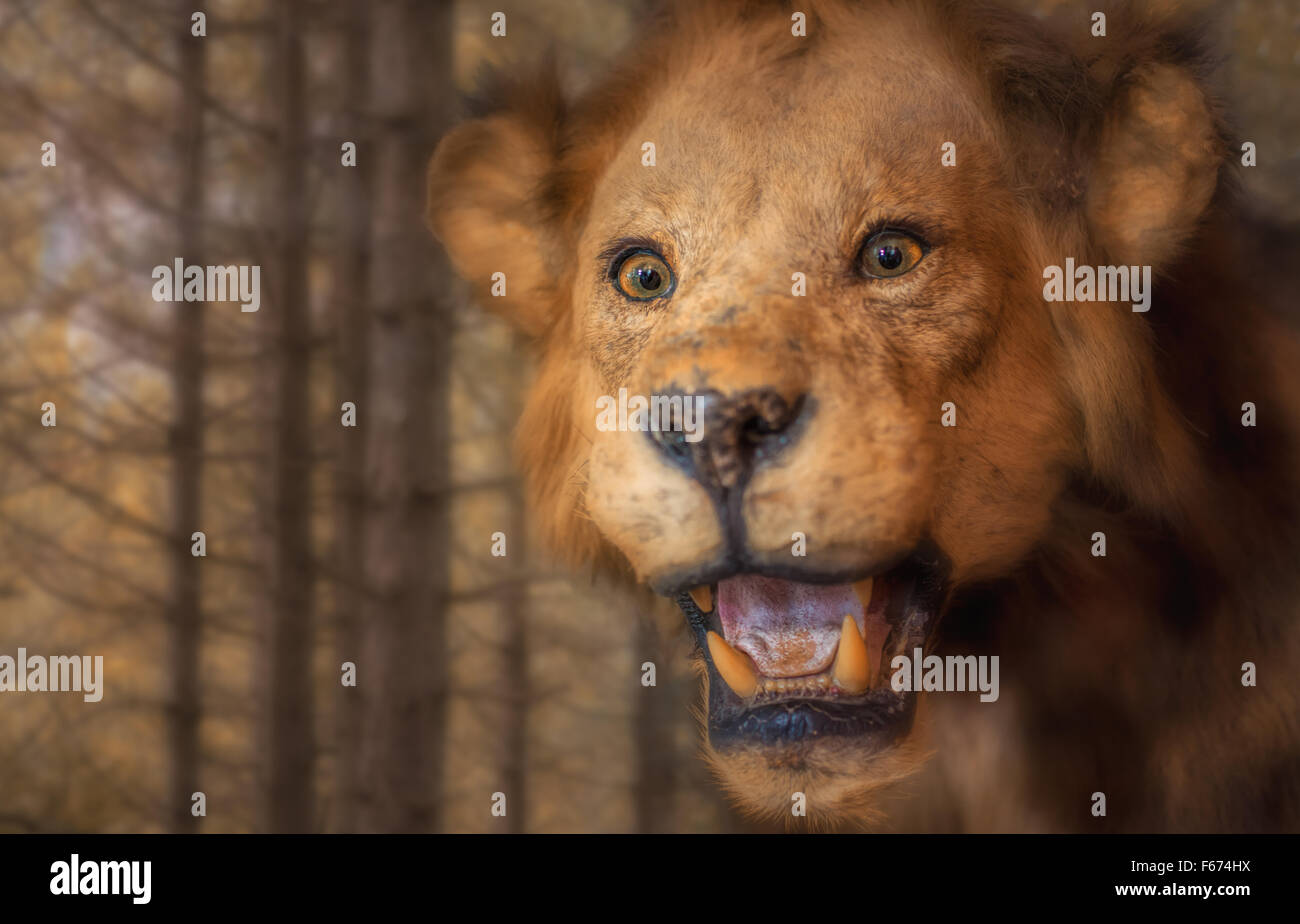 Ritratto di Leone maschio Foto Stock