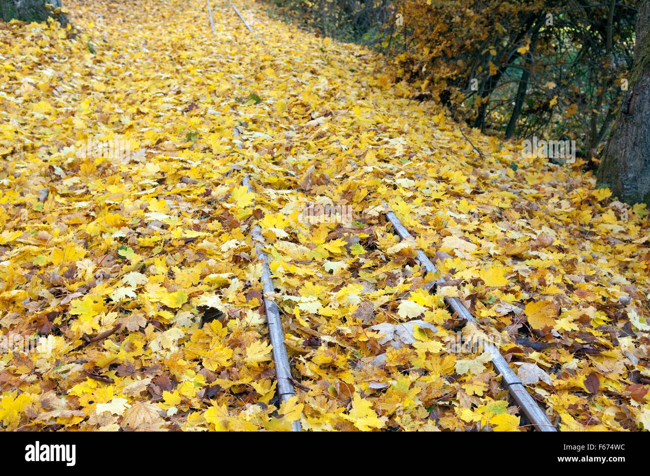 Herbstimpressionen, Herbst, Herbstblaetter Foto Stock