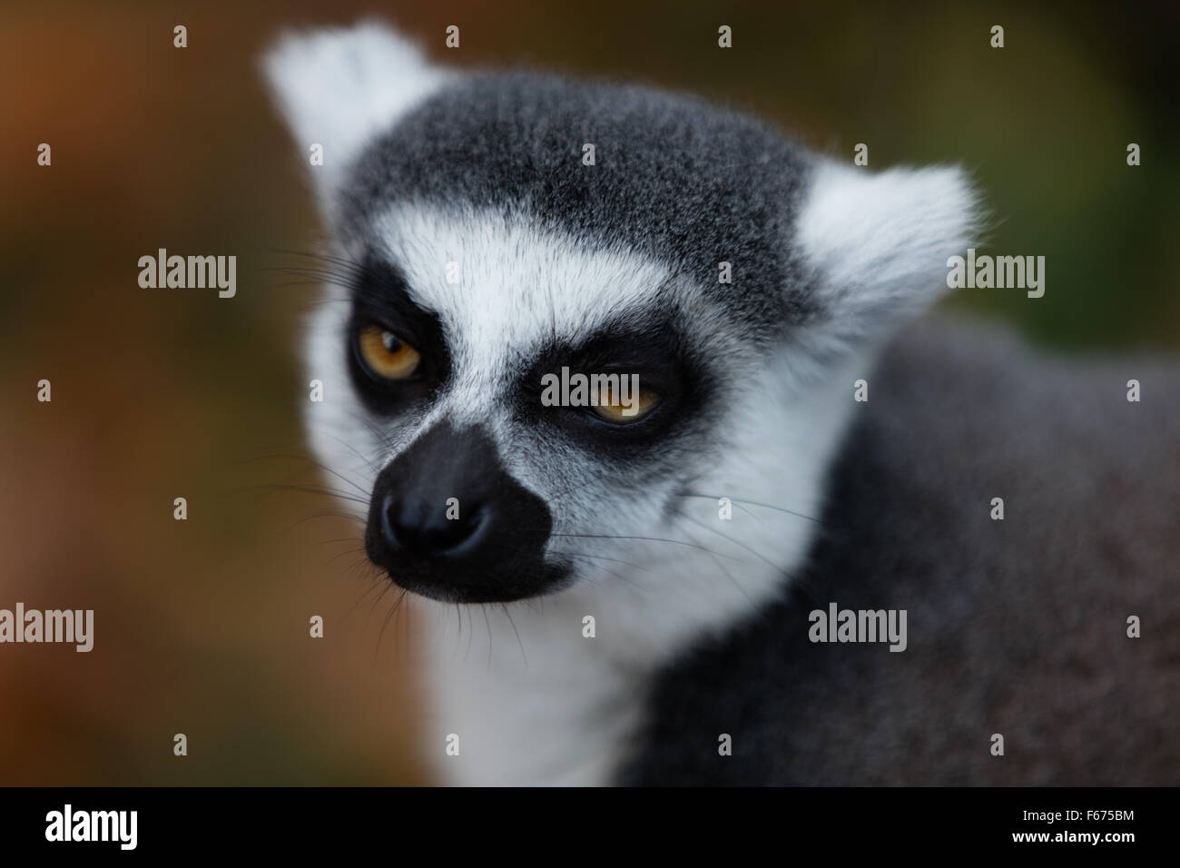 Infastiditi cercando lemur Foto Stock