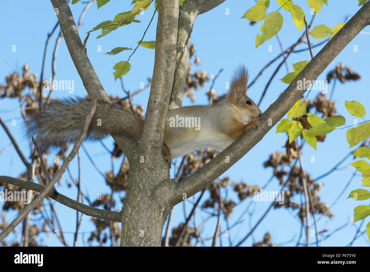 Scoiattolo rosso o rosso eurasiatico scoiattolo (Sciurus vulgaris) è seduta su un ramo della struttura Crown, Odessa, Ucraina, Euro orientale Foto Stock