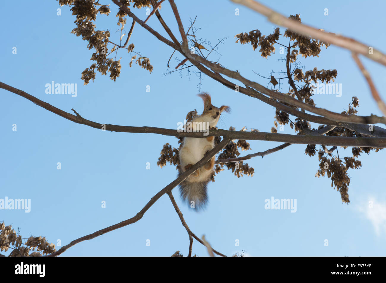 Scoiattolo rosso o rosso eurasiatico scoiattolo (Sciurus vulgaris) è seduta su un ramo della struttura Crown, Odessa, Ucraina, Euro orientale Foto Stock