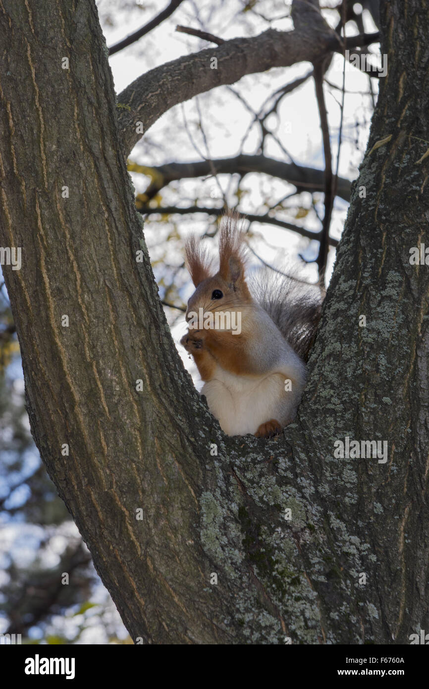 Scoiattolo rosso o rosso eurasiatico scoiattolo (Sciurus vulgaris) è seduta sul tronco di un albero di derivazione e mangiare un dado, Odessa, U Foto Stock